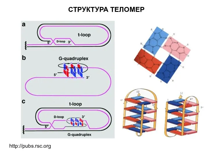 http://pubs.rsc.org СТРУКТУРА ТЕЛОМЕР