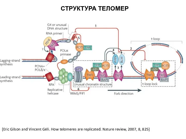 [Eric Gilson and Vincent Géli. How telomeres are replicated. Nature review, 2007, 8, 825] СТРУКТУРА ТЕЛОМЕР