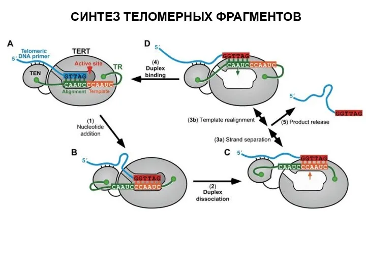 СИНТЕЗ ТЕЛОМЕРНЫХ ФРАГМЕНТОВ