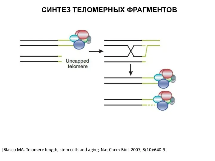 [Blasco MA. Telomere length, stem cells and aging. Nat Chem Biol. 2007, 3(10):640-9] СИНТЕЗ ТЕЛОМЕРНЫХ ФРАГМЕНТОВ