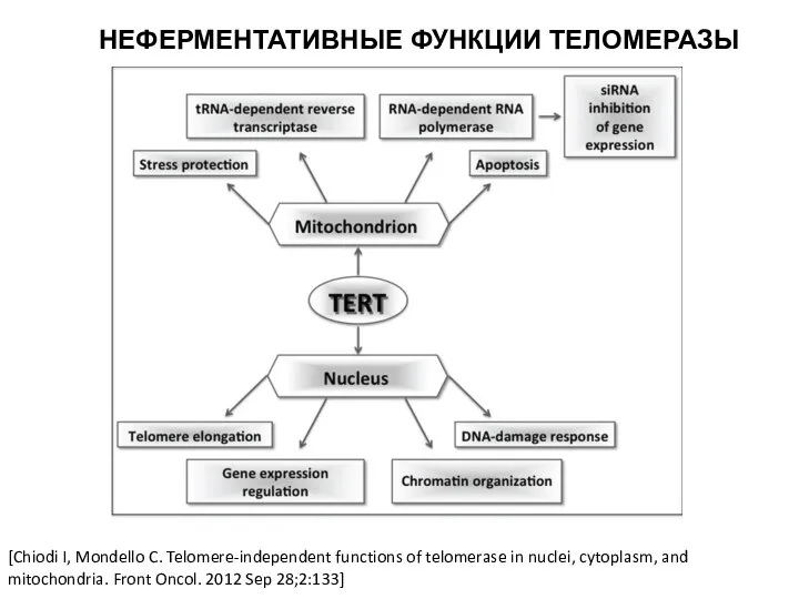 [Chiodi I, Mondello C. Telomere-independent functions of telomerase in nuclei, cytoplasm,