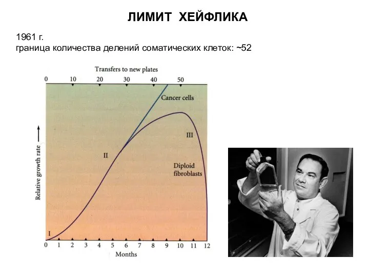 ЛИМИТ ХЕЙФЛИКА 1961 г. граница количества делений соматических клеток: ~52