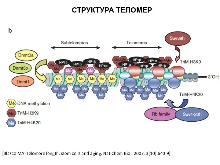 [Blasco MA. Telomere length, stem cells and aging. Nat Chem Biol. 2007, 3(10):640-9] СТРУКТУРА ТЕЛОМЕР