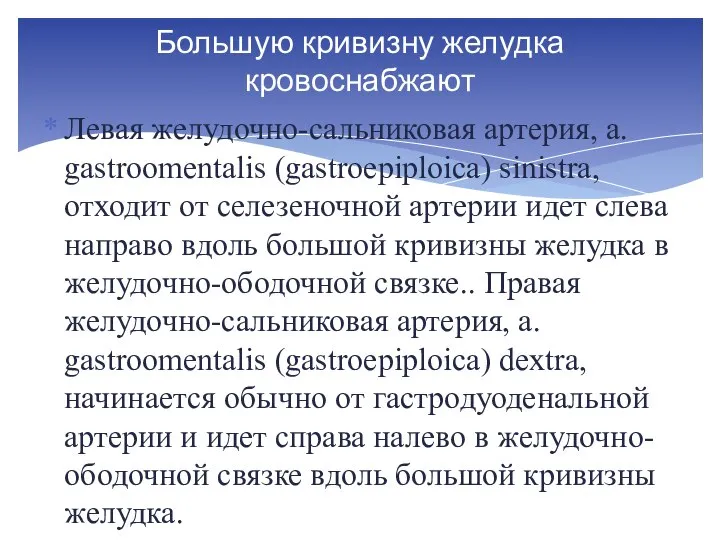 Левая желудочно-сальниковая артерия, a. gastroomentalis (gastroepiploica) sinistra, отходит от селезеночной артерии