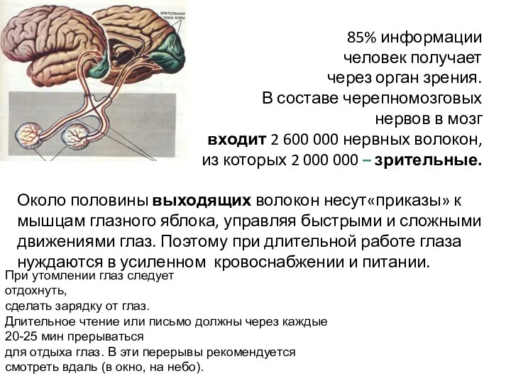 85% информации человек получает через орган зрения. В составе черепномозговых нервов