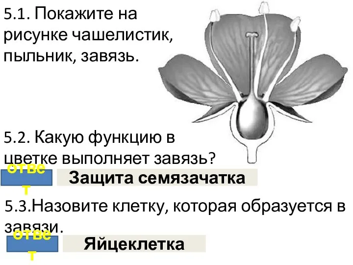 5.1. Покажите на рисунке чашелистик, пыльник, завязь. 5.2. Какую функцию в