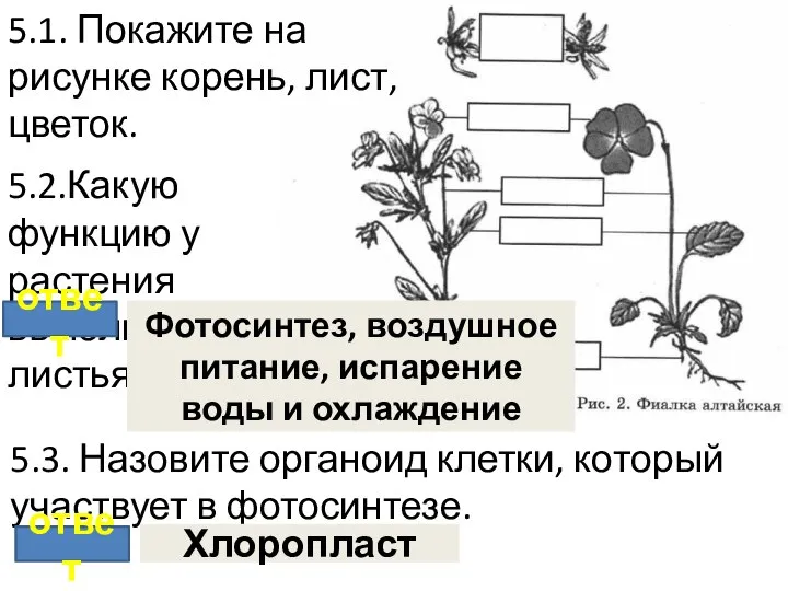 5.1. Покажите на рисунке корень, лист, цветок. 5.2.Какую функцию у растения