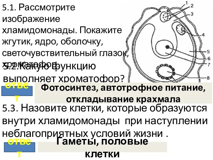 5.1. Рассмотрите изображение хламидомонады. Покажите жгутик, ядро, оболочку, светочувствительный глазок, хроматофор.