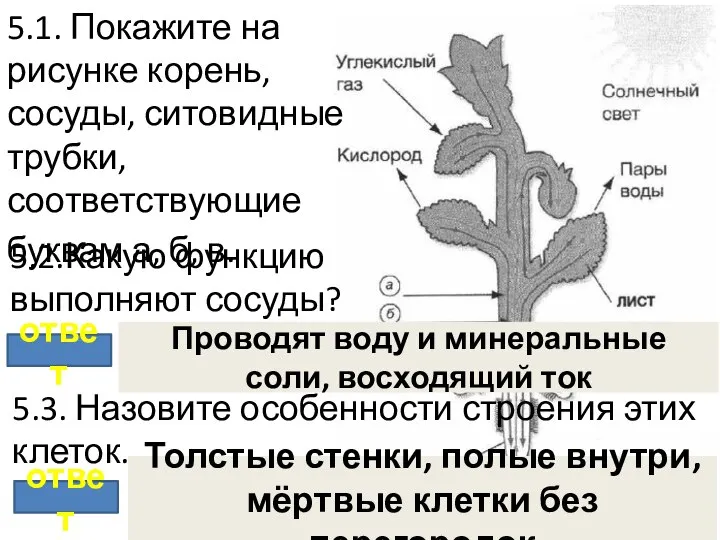 5.1. Покажите на рисунке корень, сосуды, ситовидные трубки, соответствующие буквам а,