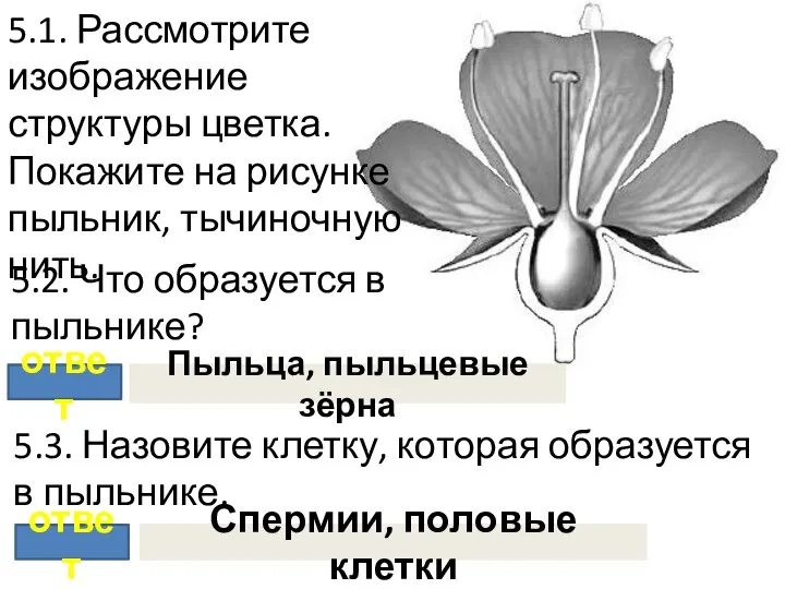 5.1. Рассмотрите изображение структуры цветка. Покажите на рисунке пыльник, тычиночную нить.