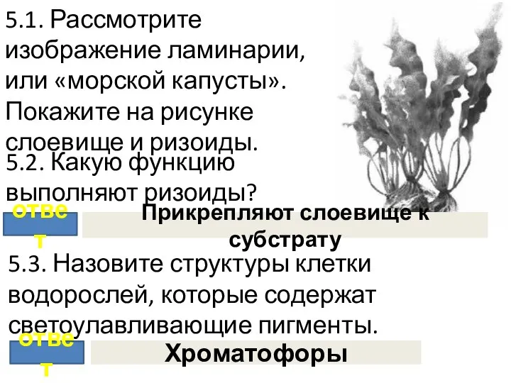 5.1. Рассмотрите изображение ламинарии, или «морской капусты». Покажите на рисунке слоевище