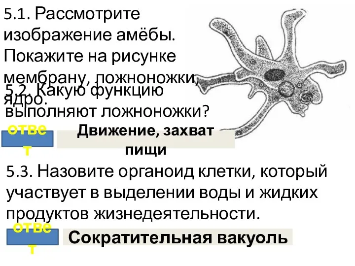 5.1. Рассмотрите изображение амёбы. Покажите на рисунке мембрану, ложноножки, ядро. 5.2.