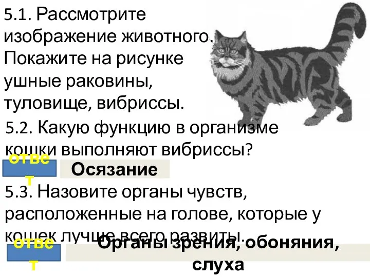 5.1. Рассмотрите изображение животного. Покажите на рисунке ушные раковины, туловище, вибриссы.