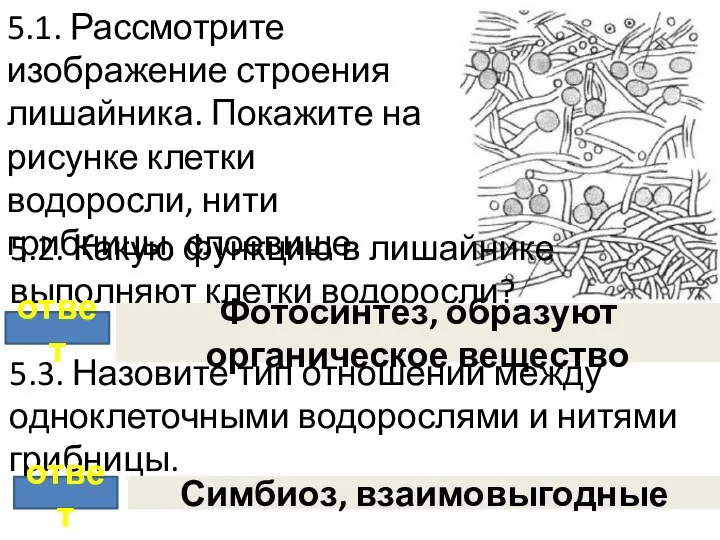 5.1. Рассмотрите изображение строения лишайника. Покажите на рисунке клетки водоросли, нити