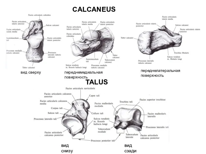TALUS CALCANEUS вид сверху переднемедиальная поверхность переднелатеральная поверхность вид сзади вид снизу