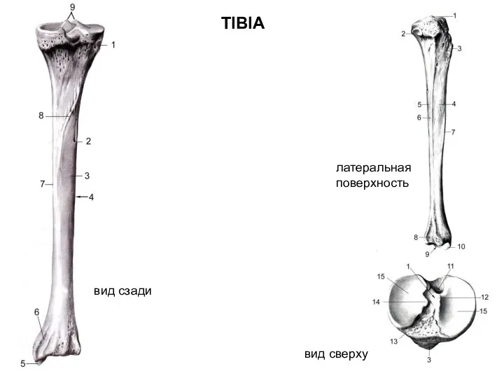 TIBIA вид сзади вид сверху латеральная поверхность