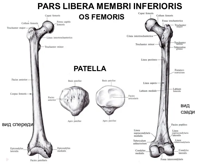 PARS LIBERA MEMBRI INFERIORIS OS FEMORIS вид спереди вид сзади PATELLA