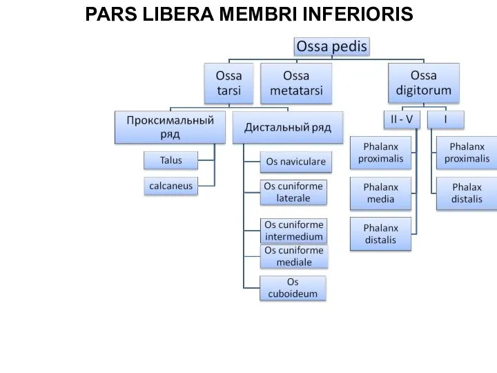 PARS LIBERA MEMBRI INFERIORIS