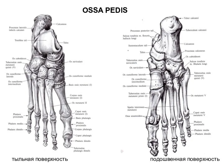 OSSA PEDIS тыльная поверхность подошвенная поверхность