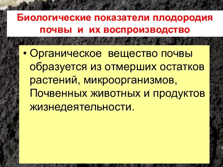 Органическое вещество почвы образуется из отмерших остатков растений, микроорганизмов, Почвенных животных