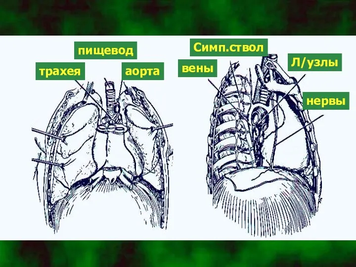 пищевод аорта трахея Л/узлы вены Симп.ствол нервы