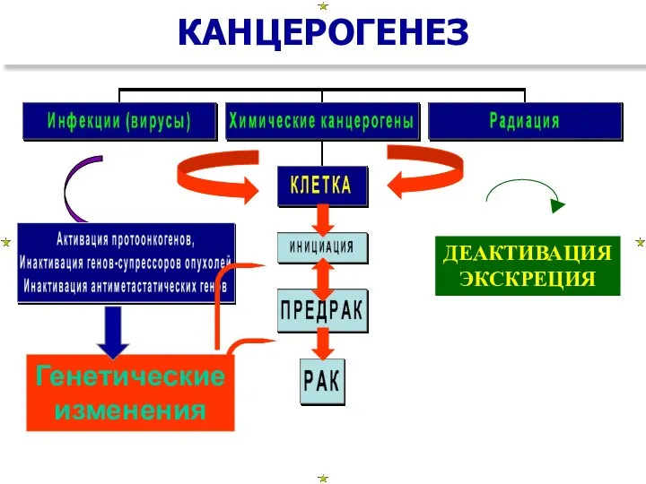 КАНЦЕРОГЕНЕЗ ДЕАКТИВАЦИЯ ЭКСКРЕЦИЯ Генетические изменения