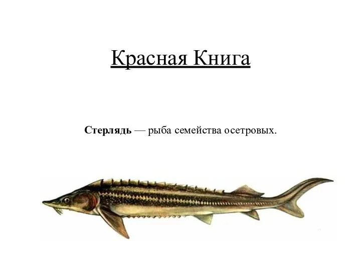 Красная Книга Стерлядь — рыба семейства осетровых.