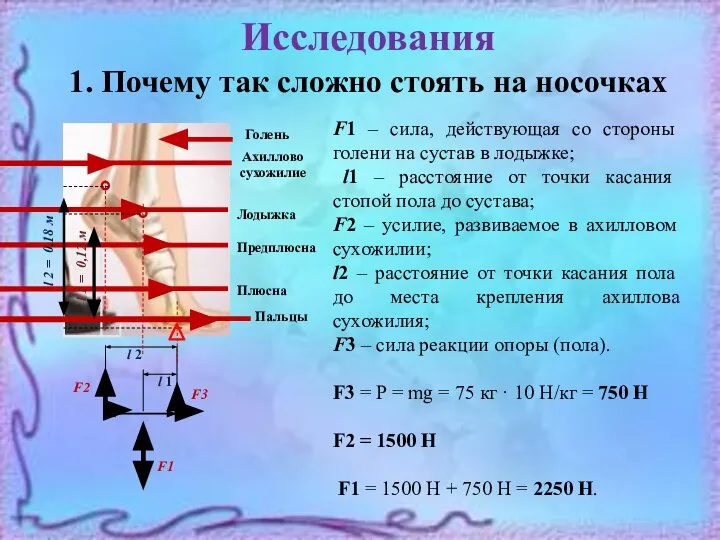 F1 – сила, действующая со стороны голени на сустав в лодыжке;