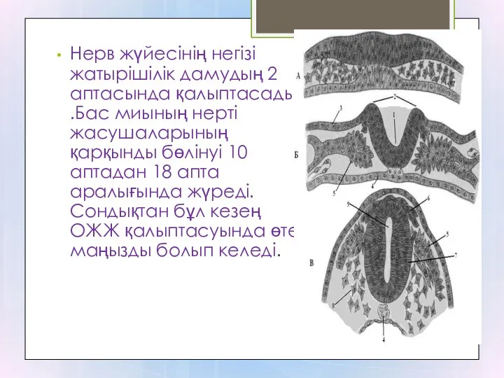 Нерв жүйесінің негізі жатырішілік дамудың 2 аптасында қалыптасады .Бас миының нерті