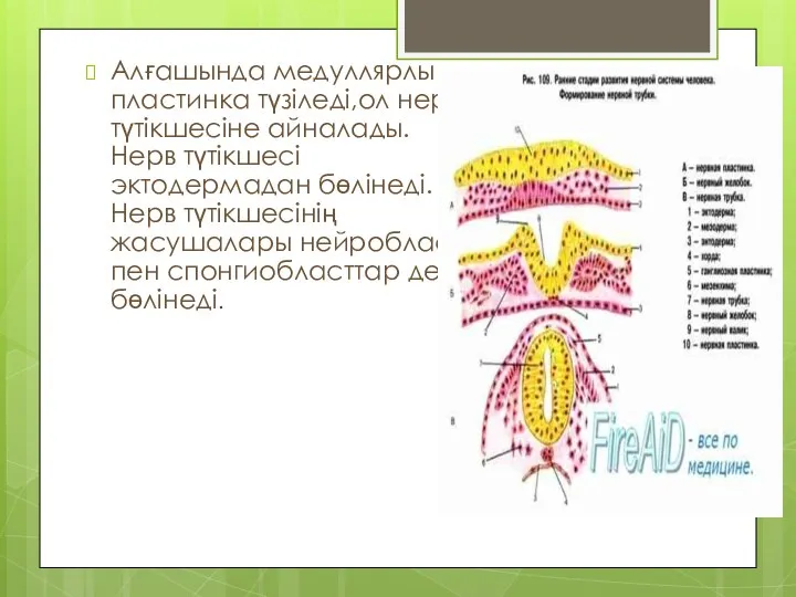 Алғашында медуллярлы пластинка түзіледі,ол нерв түтікшесіне айналады.Нерв түтікшесі эктодермадан бөлінеді.Нерв түтікшесінің