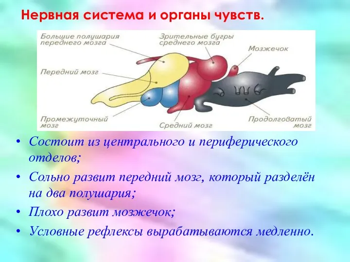 Нервная система и органы чувств. Состоит из центрального и периферического отделов;