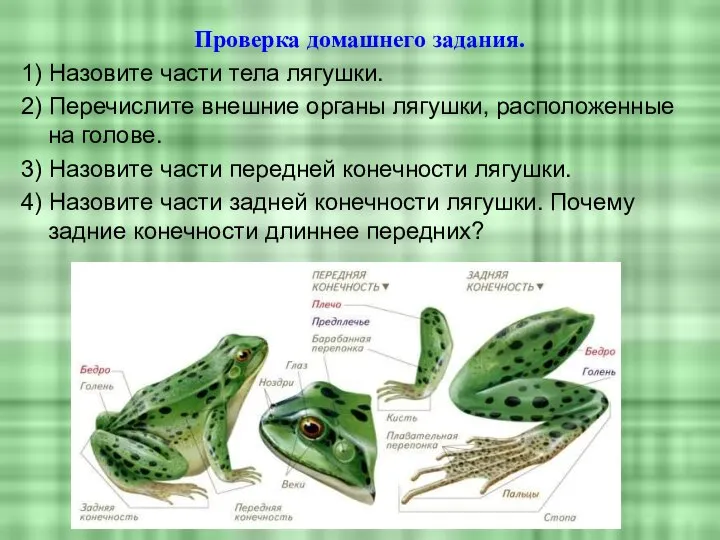 Проверка домашнего задания. 1) Назовите части тела лягушки. 2) Перечислите внешние