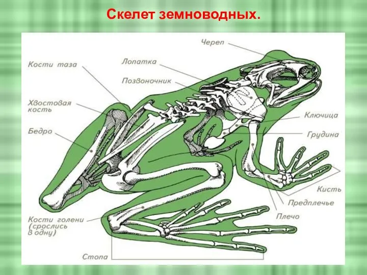 Скелет земноводных.