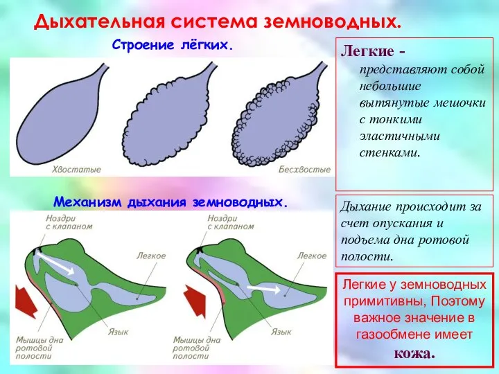 Дыхательная система земноводных. Строение лёгких. Механизм дыхания земноводных. Легкие -представляют собой