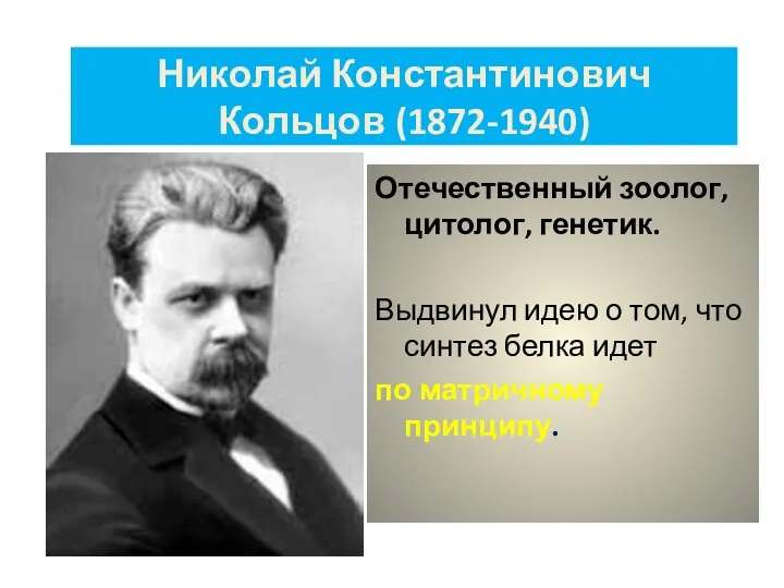 Николай Константинович Кольцов (1872-1940) Отечественный зоолог, цитолог, генетик. Выдвинул идею о
