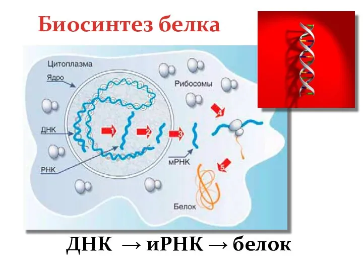 Биосинтез белка ДНК → иРНК → белок