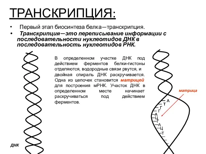 ТРАНСКРИПЦИЯ: Первый этап биосинтеза белка—транскрипция. Транскрипция—это переписывание информации с последовательности нуклеотидов