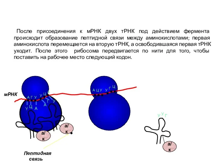 После присоединения к мРНК двух тРНК под действием фермента происходит образование
