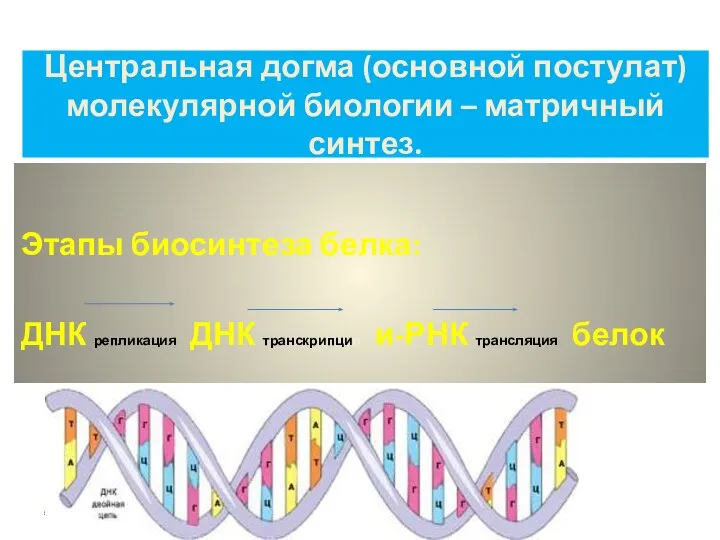 Центральная догма (основной постулат) молекулярной биологии – матричный синтез. Этапы биосинтеза