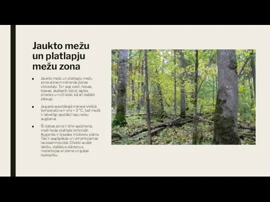 Jaukto mežu un platlapju mežu zona Jaukto mežu un platlapju mežu