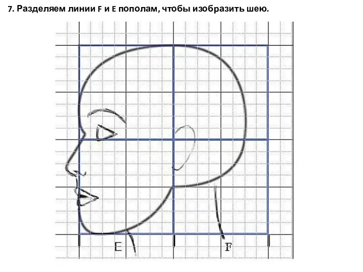 7. Разделяем линии F и E пополам, чтобы изобразить шею.