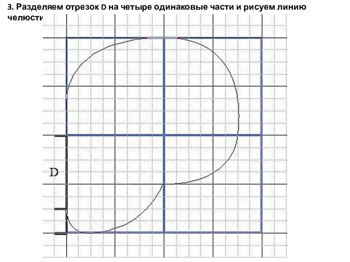 3. Разделяем отрезок D на четыре одинаковые части и рисуем линию челюсти.