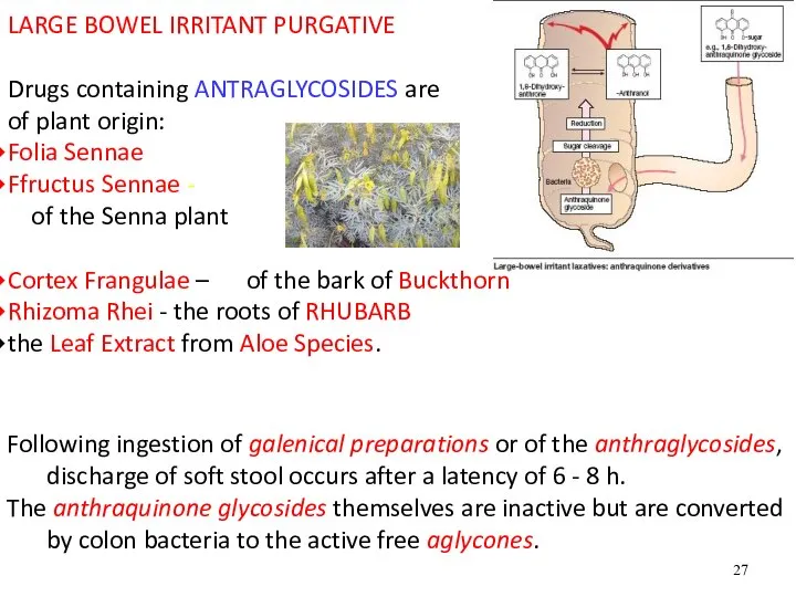 LARGE BOWEL IRRITANT PURGATIVE Drugs containing ANTRAGLYCOSIDES are of plant origin: