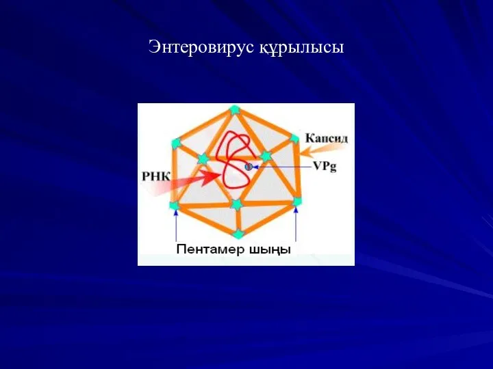 Энтеровирус құрылысы