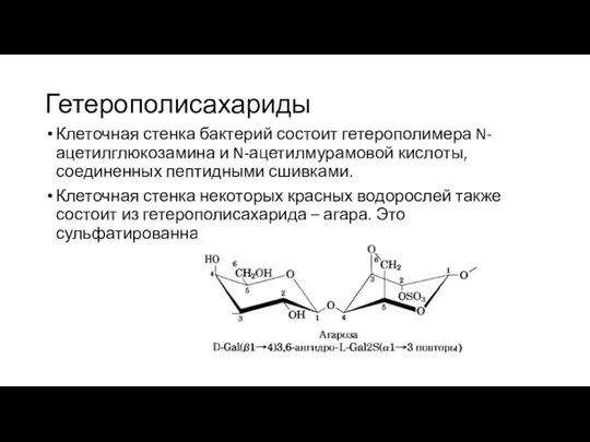 Гетерополисахариды Клеточная стенка бактерий состоит гетерополимера N-ацетилглюкозамина и N-ацетилмурамовой кислоты, соединенных