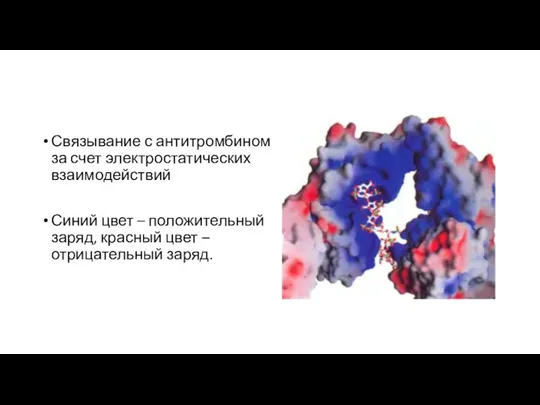 Связывание с антитромбином за счет электростатических взаимодействий Синий цвет – положительный