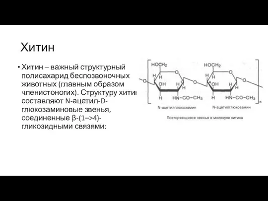 Хитин Хитин – важный структурный полисахарид беспозвоночных животных (главным образом членистоногих).