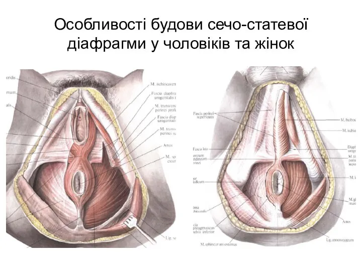 Особливості будови сечо-статевої діафрагми у чоловіків та жінок