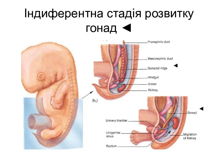 Індиферентна стадія розвитку гонад ◄ ◄ ◄