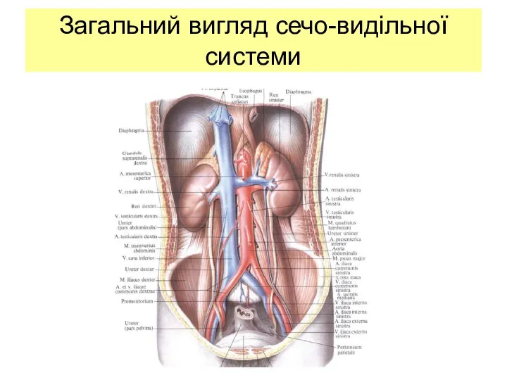 Загальний вигляд сечо-видільної системи